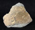 Changaspis elongata LEE in CHIEN 1961  - Bild © FossNet FossilienStore